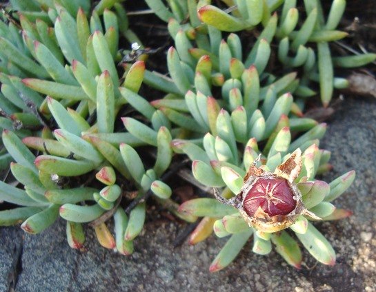 Lampranthus fugitans leaves